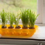 Co se skořápkami od vajíček