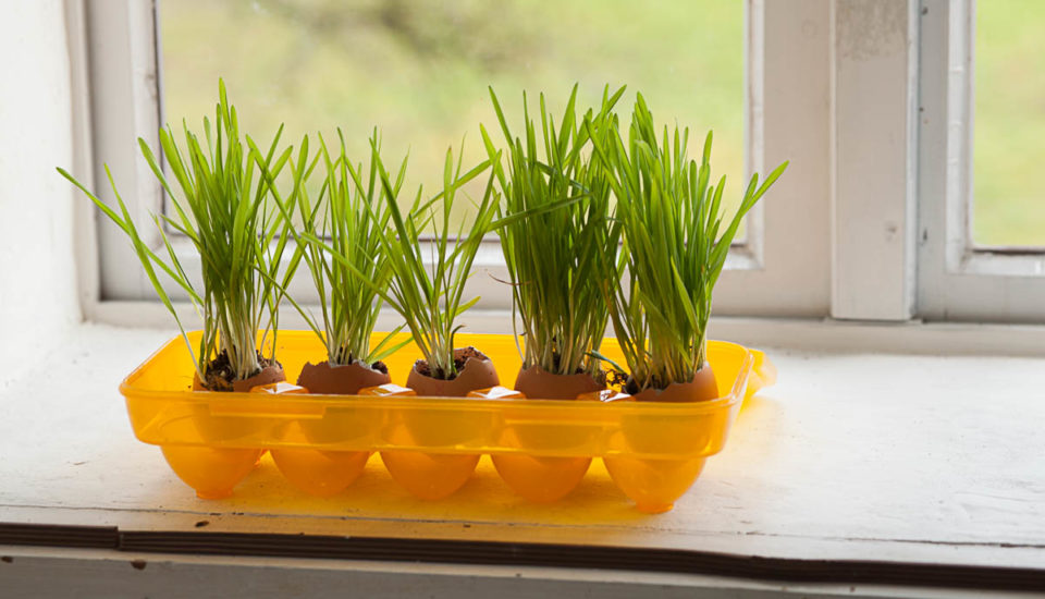 Co se skořápkami od vajíček