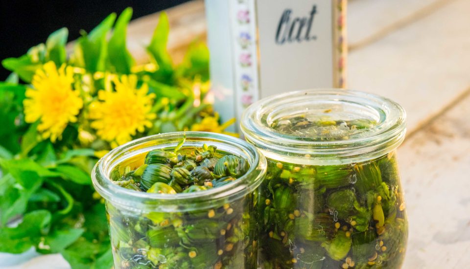 Pampeliškové kapary