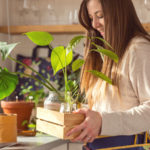 Správné množení pokojovek a pěstování rostlin třeba z pecky citronu