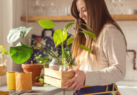 Správné množení pokojovek a pěstování rostlin třeba z pecky citronu