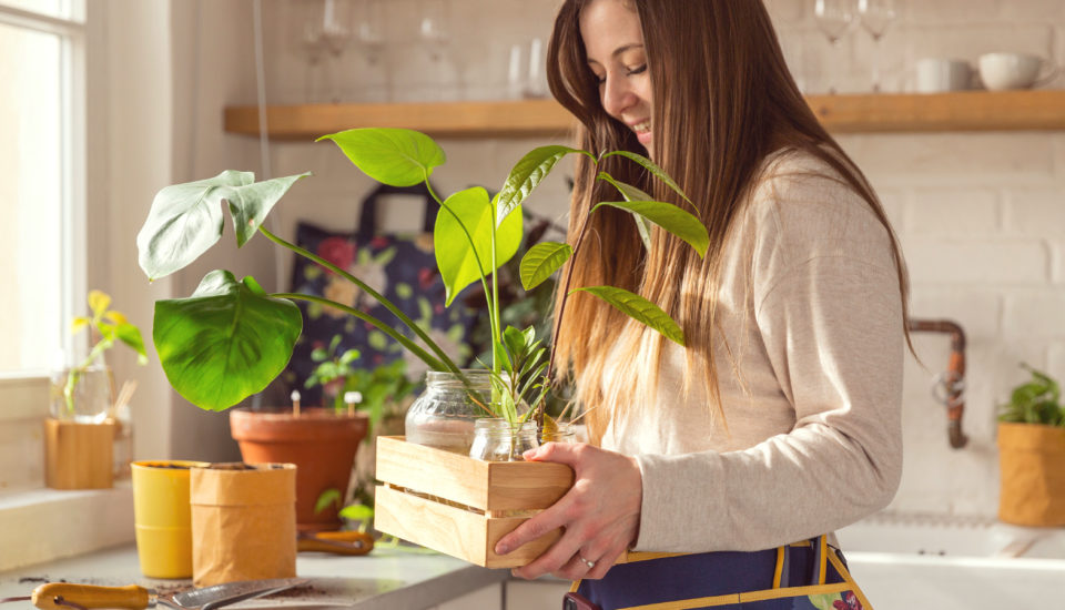 Správné množení pokojovek a pěstování rostlin třeba z pecky citronu