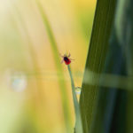 Měla jsem nakažené klíště! Jak se teď chráním a co když mě zase kousne?