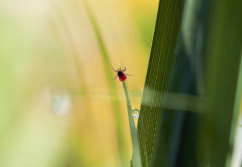 Měla jsem nakažené klíště! Jak se teď chráním a co když mě zase kousne?