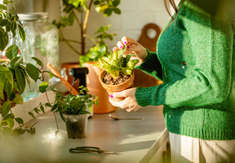 Pomoc, u pokojovky se mi vyrojila plíseň! Co s ní dělat a jak jí předejít? 