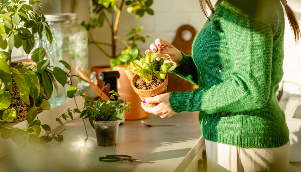 Pomoc, u pokojovky se mi vyrojila plíseň! Co s ní dělat a jak jí předejít? 