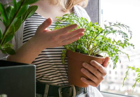 Vypěstujte si doma bylinky dřív, než přijde jaro