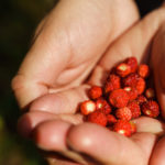 Malé, ale šikovné. A tak dobré! Pěstujte lesní jahody na balkoně a zapojte i děti…