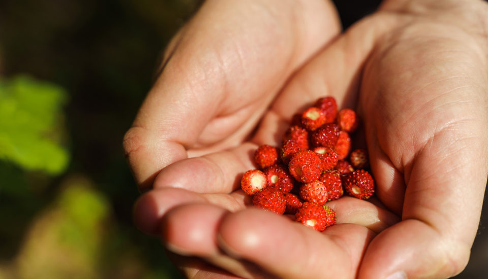 Malé, ale šikovné. A tak dobré! Pěstujte lesní jahody na balkoně a zapojte i děti…
