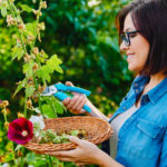 5 důvodů, proč sbírám semínka na příští rok – už nikdy nebudu kupovat průmyslová z obchodu