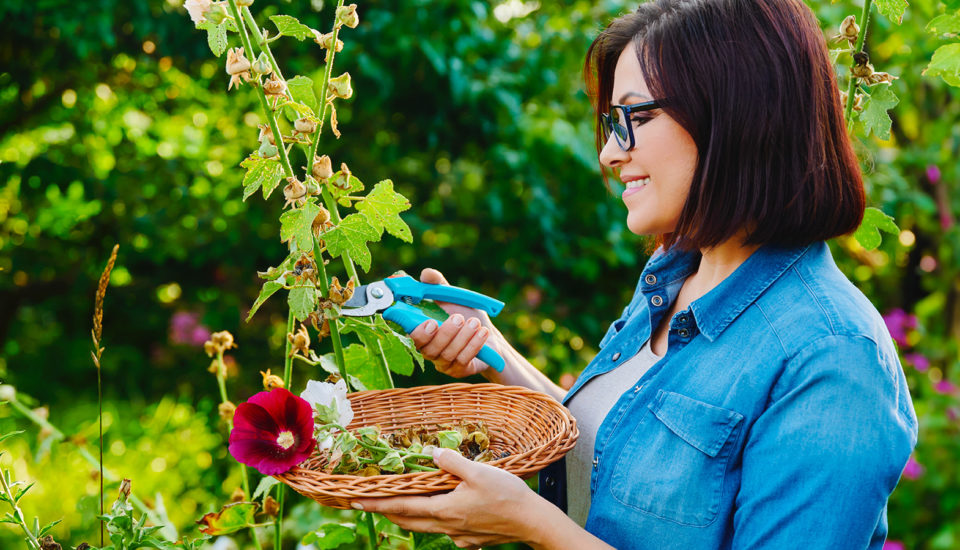 5 důvodů, proč sbírám semínka na příští rok – už nikdy nebudu kupovat průmyslová z obchodu