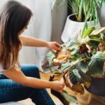 Proč stojí za to zachraňovat opuštěné pokojovky a jak při tom nenadělat víc škody než užitku?