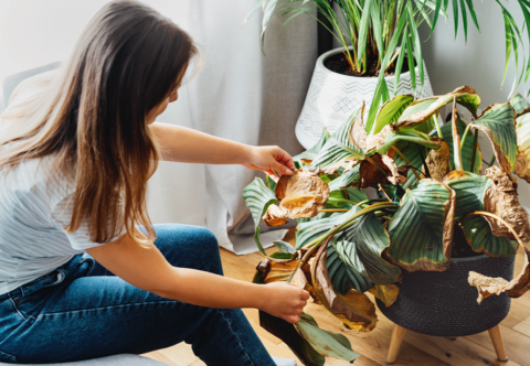 Proč stojí za to zachraňovat opuštěné pokojovky a jak při tom nenadělat víc škody než užitku?