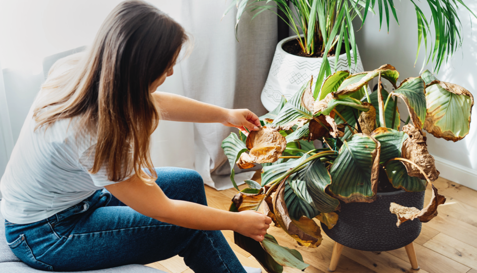 Proč stojí za to zachraňovat opuštěné pokojovky a jak při tom nenadělat víc škody než užitku?